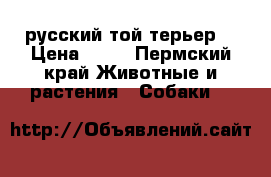 русский той терьер  › Цена ­ 10 - Пермский край Животные и растения » Собаки   